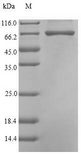 cpg2 / Carboxypeptidase G2 Protein - (Tris-Glycine gel) Discontinuous SDS-PAGE (reduced) with 5% enrichment gel and 15% separation gel.
