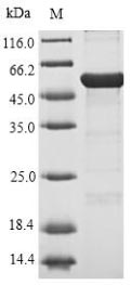 xylE Protein - (Tris-Glycine gel) Discontinuous SDS-PAGE (reduced) with 5% enrichment gel and 15% separation gel.