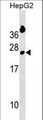 PSF1 / GINS2 Antibody - GINS2 Antibody western blot of HepG2 cell line lysates (35 ug/lane). The GINS2 antibody detected the GINS2 protein (arrow).
