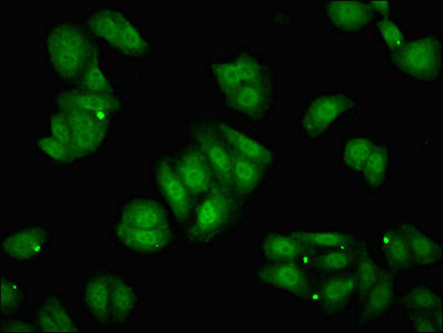 PSF1 / GINS2 Antibody - Immunofluorescent analysis of HepG2 cells diluted at 1:100 and Alexa Fluor 488-congugated AffiniPure Goat Anti-Rabbit IgG(H+L)