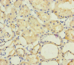 PSF1 / GINS2 Antibody - Immunohistochemistry of paraffin-embedded human kidney tissue at dilution of 1:100