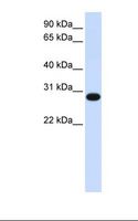 PSF1 / GINS2 Antibody - Fetal muscle lysate. Antibody concentration: 1.0 ug/ml. Gel concentration: 12%.  This image was taken for the unconjugated form of this product. Other forms have not been tested.