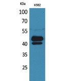 PSG1 / CD66f Antibody - Western blot of PSG1 antibody