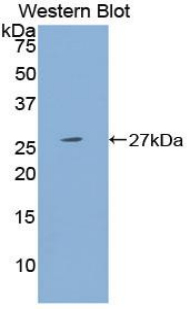 PSG1 / CD66f Antibody - Western blot of recombinant PSG1 / CD66f.  This image was taken for the unconjugated form of this product. Other forms have not been tested.