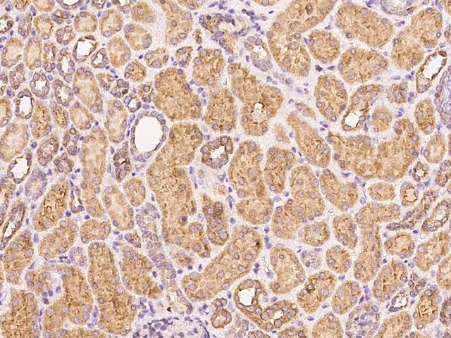 PSG1 / CD66f Antibody - Immunochemical staining of human PSG1 in human kidney with rabbit polyclonal antibody at 1:1000 dilution, formalin-fixed paraffin embedded sections.