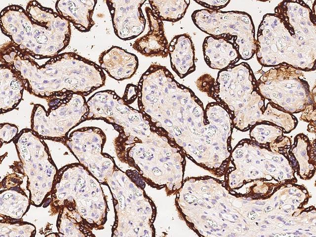 PSG1 / CD66f Antibody - Immunochemical staining of human PSG1 in human placenta with rabbit polyclonal antibody at 1:1000 dilution, formalin-fixed paraffin embedded sections.