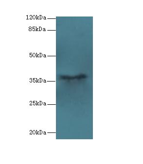 PSG11 Antibody - Western blot. All lanes: PSG11 antibody at 12 ug/ml+ HeLa whole cell lysate Goat polyclonal to rabbit at 1:10000 dilution. Predicted band size: 37 kDa. Observed band size: 37 kDa.