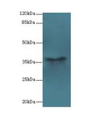 PSG11 Antibody - Western blot. All lanes: PSG11 antibody at 12 ug/ml+ HeLa whole cell lysate Goat polyclonal to rabbit at 1:10000 dilution. Predicted band size: 37 kDa. Observed band size: 37 kDa.
