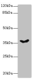 PSG11 Antibody - Western blot All lanes: PSG11 antibody at 12µg/ml + Hela whole cell lysate Secondary Goat polyclonal to rabbit IgG at 1/10000 dilution Predicted band size: 38, 24 kDa Observed band size: 38 kDa