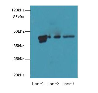 PSG3 Antibody - Western blot. All lanes: PSG3 antibody at 10 ug/ml. Lane 1: MCF7 whole cell lysate. Lane 2: HeLa whole cell lysate. Lane 3: HepG-2 whole cell lysate. Secondary Goat polyclonal to Rabbit IgG at 1:10000 dilution. Predicted band size: 48 kDa. Observed band size: 48 kDa.