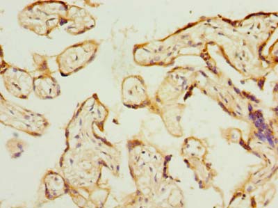 PSG3 Antibody - Immunohistochemistry of paraffin-embedded human placenta tissue using antibody at dilution of 1:100.