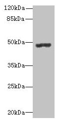 PSG3 Antibody - Western blot All lanes: PSG3 antibody at 10µg/ml Lane 1: MCF-7 whole cell lysate Lane 2: Hela whole cell lysate Lane 3: HepG2 whole cell lysate Secondary Goat polyclonal to rabbit IgG at 1/10000 dilution Predicted band size: 48 kDa Observed band size: 48 kDa