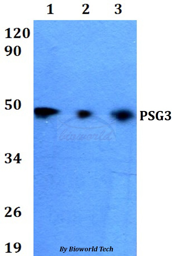 PSG3 Antibody - Western blot of PSG3 antibody at 1:500 dilution. Lane 1: HEK293Twhole cell lysate. Lane 2: Raw264.7 whole cell lysate. Lane 3: PC12 whole cell lysate.