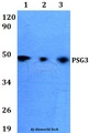 PSG3 Antibody - Western blot of PSG3 antibody at 1:500 dilution. Lane 1: HEK293Twhole cell lysate. Lane 2: Raw264.7 whole cell lysate. Lane 3: PC12 whole cell lysate.