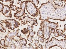 PSG4 Antibody - Immunochemical staining of human PSG4 in human placenta with rabbit polyclonal antibody at 1:500 dilution, formalin-fixed paraffin embedded sections.