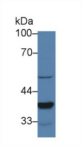 PSIP1 / LEDGF Antibody - Western Blot; Sample: Mouse Lung lysate; Primary Ab: 2µg/ml Rabbit Anti-Mouse LEDGF Antibody Second Ab: 0.2µg/mL HRP-Linked Caprine Anti-Rabbit IgG Polyclonal Antibody