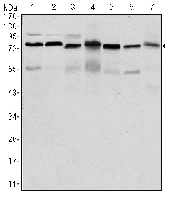 PSIP1 / LEDGF Antibody - Western blot using PSIP1 mouse monoclonal antibody against HepG2 (1), Jurkat (2), K562 (3), Cos7 (4), PC-12 (5), HeLa (6), and NIH/3T3 (7) cell lysate.