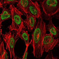 PSIP1 / LEDGF Antibody - Immunofluorescence of NIH/3T3 cells using PSIP1 mouse monoclonal antibody (green). Red: Actin filaments have been labeled with Alexa Fluor-555 phalloidin.