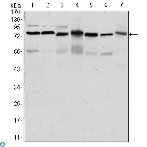 PSIP1 / LEDGF Antibody - Western Blot (WB) analysis using LEDGF Monoclonal Antibody against HepG2 (1), Jurkat (2), K562 (3), Cos7 (4), PC-12 (5), HeLa (6), and NIH/3T3 (7) cell lysate.