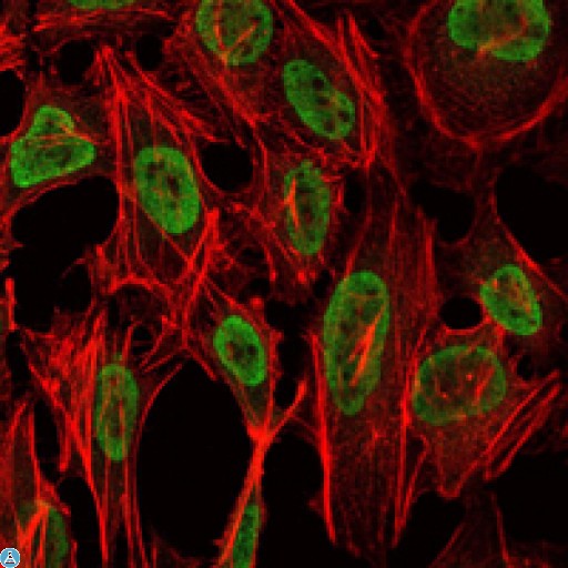 PSIP1 / LEDGF Antibody - Immunofluorescence (IF) analysis of NIH/3T3 cells using LEDGF Monoclonal Antibody (green). Red: Actin filaments have been labeled with Alexa Fluor-555 phalloidin.