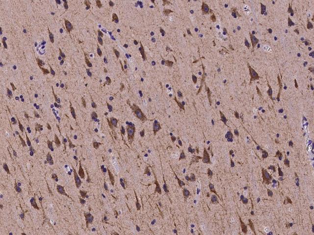 PSK / SEZ6L2 Antibody - Immunochemical staining of human SEZ6L2 in human brain with rabbit polyclonal antibody at 1:200 dilution, formalin-fixed paraffin embedded sections.