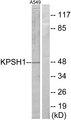 PSKH1 Antibody - Western blot analysis of extracts from A549 cells, using KPSH1 antibody.