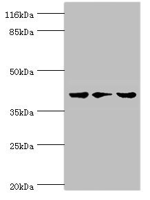 PSKH2 Antibody - Western blot All Lanes: PSKH2 antibody at 2ug/ml Lane 1:Hela cells Lane 2:mouse heart tissue Lane 3:rat gonad tissue Secondary Goat polyclonal to rabbit at 1/10000 dilution Predicted band size: 43kDa Observed band size: 43kDa