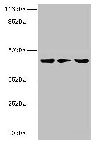 PSKH2 Antibody - Western blot All lanes: PSKH2 antibody at 2µg/ml Lane 1: Hela cells Lane 2: Mouse heart tissue Lane 3: Rat gonad tissue Secondary Goat polyclonal to rabbit IgG at 1/10000 dilution Predicted band size: 43 kDa Observed band size: 43 kDa