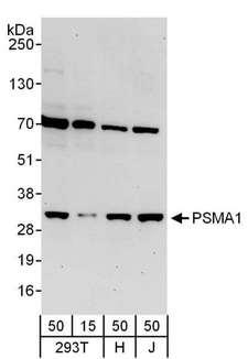 PSMA1 Antibody - Detection of Human PSMA1 by Western Blot. Samples: Whole cell lysate from 293T (15 and 50 ug), HeLa (H; 50 ug), and Jurkat (J; 50 ug) cells. Antibodies: Affinity purified rabbit anti-PSMA1 antibody used for WB at 0.1 ug/ml. Detection: Chemiluminescence with an exposure time of 30 seconds.