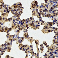 PSMA1 Antibody - Immunohistochemical analysis of PSMA1 staining in mouse lung formalin fixed paraffin embedded tissue section. The section was pre-treated using heat mediated antigen retrieval with sodium citrate buffer (pH 6.0). The section was then incubated with the antibody at room temperature and detected using an HRP conjugated compact polymer system. DAB was used as the chromogen. The section was then counterstained with hematoxylin and mounted with DPX.