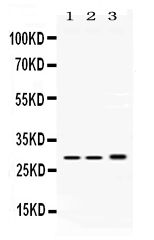 PSMA1 Antibody - Western blot - Anti-PSMA1 Picoband Antibody