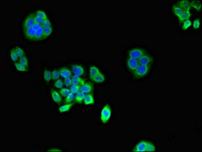 PSMA1 Antibody - Immunofluorescent analysis of PC3 cells diluted at 1:100 and Alexa Fluor 488-congugated AffiniPure Goat Anti-Rabbit IgG(H+L)
