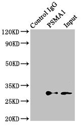 PSMA1 Antibody - Immunoprecipitating PSMA1 in K562 whole cell lysate Lane 1: Rabbit control IgG (1µg) instead of product in K562 whole cell lysate.For western blotting,a HRP-conjugated light chain specific antibody was used as the Secondary antibody (1/50000) Lane 2: product (8µg) + K562 whole cell lysate (500µg) Lane 3: K562 whole cell lysate (10µg)