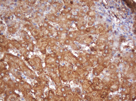 PSMA2 Antibody - IHC of paraffin-embedded Human liver tissue using anti-PSMA2 mouse monoclonal antibody.