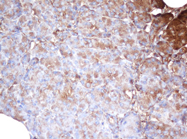 PSMA2 Antibody - IHC of paraffin-embedded Human pancreas tissue using anti-PSMA2 mouse monoclonal antibody.