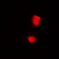 PSMA2 Antibody - Immunofluorescent analysis of PSMA2 staining in U2OS cells. Formalin-fixed cells were permeabilized with 0.1% Triton X-100 in TBS for 5-10 minutes and blocked with 3% BSA-PBS for 30 minutes at room temperature. Cells were probed with the primary antibody in 3% BSA-PBS and incubated overnight at 4 deg C in a humidified chamber. Cells were washed with PBST and incubated with a DyLight 594-conjugated secondary antibody (red) in PBS at room temperature in the dark.