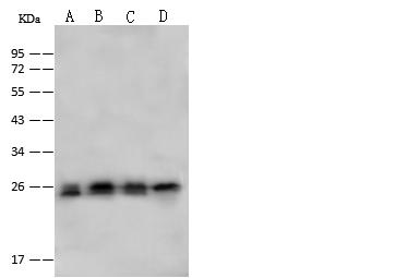 PSMA2 Antibody - Anti-PSMA2 rabbit polyclonal antibody at 1:500 dilution. Lane A: H1299 Whole Cell Lysate. Lane B: HepG2 Whole Cell Lysate. Lane C: 293T Whole Cell Lysate. Lane D: Jurkat Whole Cell Lysate. Lysates/proteins at 30 ug per lane. Secondary: Goat Anti-Rabbit IgG (H+L)/HRP at 1/10000 dilution. Developed using the ECL technique. Performed under reducing conditions. Predicted band size: 25 kDa. Observed band size: 25 kDa.