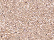 PSMA2 Antibody - Immunochemical staining of human PSMA2 in human liver with rabbit polyclonal antibody at 1:1000 dilution, formalin-fixed paraffin embedded sections.