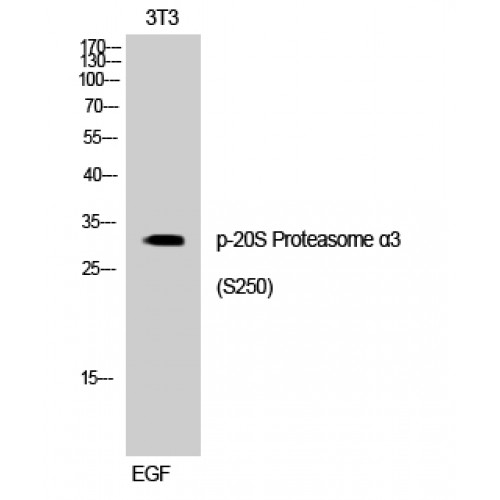 PSMA3 Antibody - Western blot of Phospho-20S Proteasome alpha3 (S250) antibody