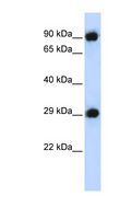 PSMA3 Antibody - PSMA3 antibody Western blot of 293T cell lysate. This image was taken for the unconjugated form of this product. Other forms have not been tested.