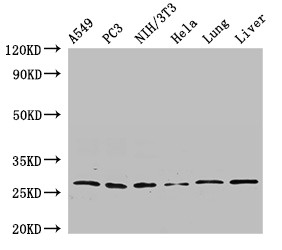 PSMA3 Antibody - Positive WB detected in:A549 whole cell lysate,PC3 whole cell lysate,NIH/3T3 whole cell lysate,Hela whole cell lysate,Rat lung tissue,Mouse liver tissue;All lanes:PSMA3 antibody at 2.7?g/ml;Secondary;Goat polyclonal to rabbit IgG at 1/50000 dilution;Predicted band size: 29,28 KDa;Observed band size: 29 KDa;