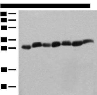 PSMA3 Antibody - Western blot analysis of Hela cell Mouse spleen tissue Mouse liver tissue PC3 cell HL60 cell A549 cell NIH/3T3 cell lysates  using PSMA3 Polyclonal Antibody at dilution of 1:350