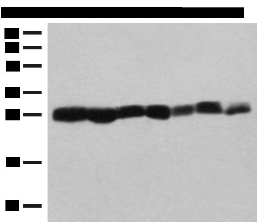 PSMA3 Antibody - Western blot analysis of NIH/3T3 A549 HL60 and PC3 cell Mouse liver tissue Mouse spleen tissue Hela cell lysates  using PSMA3 Polyclonal Antibody at dilution of 1:200