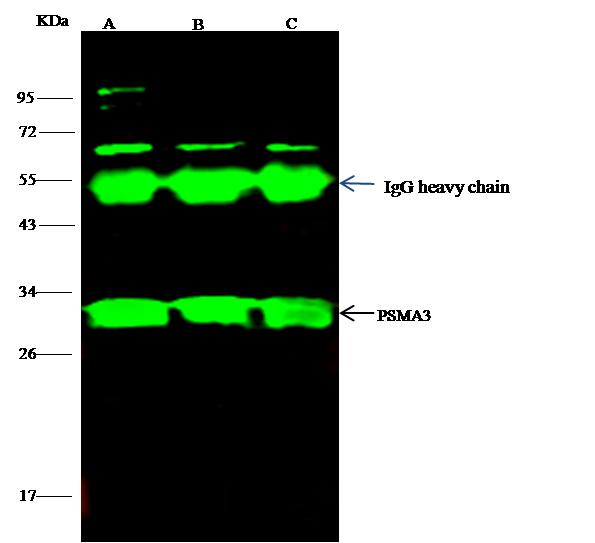 PSMA3 Antibody - PSMA3 was immunoprecipitated using: Lane A: 0.5 mg MOLT-4 Whole Cell Lysate. Lane B: 0.5 mg NIH-3T3 Whole Cell Lysate. Lane C:0.5 mg A549 Whole Cell Lysate. 2 uL anti-PSMA3 rabbit polyclonal antibody and 15 ul of 50% Protein G agarose. Primary antibody: Anti-PSMA3 rabbit polyclonal antibody, at 1:100 dilution. Secondary antibody: Dylight 800-labeled antibody to rabbit IgG (H+L), at 1:5000 dilution. Developed using the odssey technique. Performed under reducing conditions. Predicted band size: 28 kDa. Observed band size: 28 kDa.