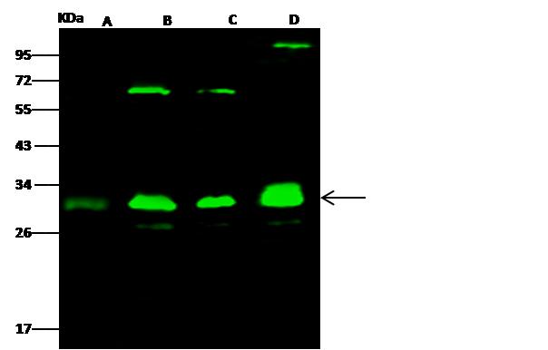 PSMA3 Antibody - Anti-PSMA3 rabbit polyclonal antibody at 1:500 dilution. Lane A: NIH3T3 Whole Cell Lysate. Lane B: MOLT4 Whole Cell Lysate. Lane C: A549 Whole Cell Lysate. Lane D: PC12 Whole Cell Lysate. Lysates/proteins at 30 ug per lane. Secondary: Goat Anti-Rabbit IgG H&L (Dylight 800) at 1/10000 dilution. Developed using the Odyssey technique. Performed under reducing conditions. Predicted band size: 28 kDa. Observed band size: 30 kDa. (We are unsure as to the identity of these extra bands.)