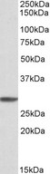 PSMA4 Antibody - Goat Anti-PSMA4 Antibody(1µg/ml) staining of K562 cell lysate (35µg protein in RIPA buffer). Primary incubation was 1 hour. Detected by chemiluminescencence.
