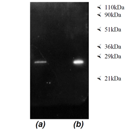 PSMA4 Antibody - Immunoprecipitation: Luminograph of material immunoprecipitated from a HeLa S3 S100 fraction (BML-SW8750) using immobilised BML-PW8335 (lane a) or BML-PW9005 (lane b) after SDS-PAGE followed by blotting onto PVDF and probing with antibody BML-PW8155 to proteasome alpha and [Character df] subunits. Antibody dilution 1:1000 using ECL procedure (1 min exposure).