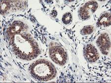 PSMA4 Antibody - IHC of paraffin-embedded Human breast tissue using anti-PSMA4 mouse monoclonal antibody.