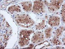 PSMA4 Antibody - IHC of paraffin-embedded Human Kidney tissue using anti-PSMA4 mouse monoclonal antibody.