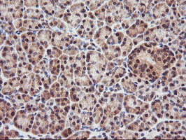 PSMA4 Antibody - IHC of paraffin-embedded Human pancreas tissue using anti-PSMA4 mouse monoclonal antibody.